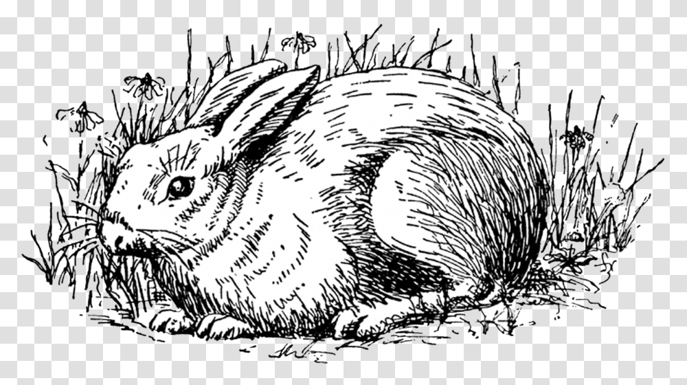 Rabbit Clip Art, Rodent, Mammal, Animal, Bird Transparent Png