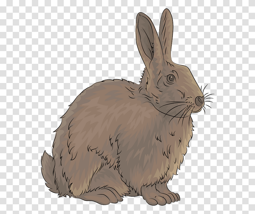 Rabbit Clipart Australian Rabbit Clipart, Rodent, Mammal, Animal, Bird Transparent Png