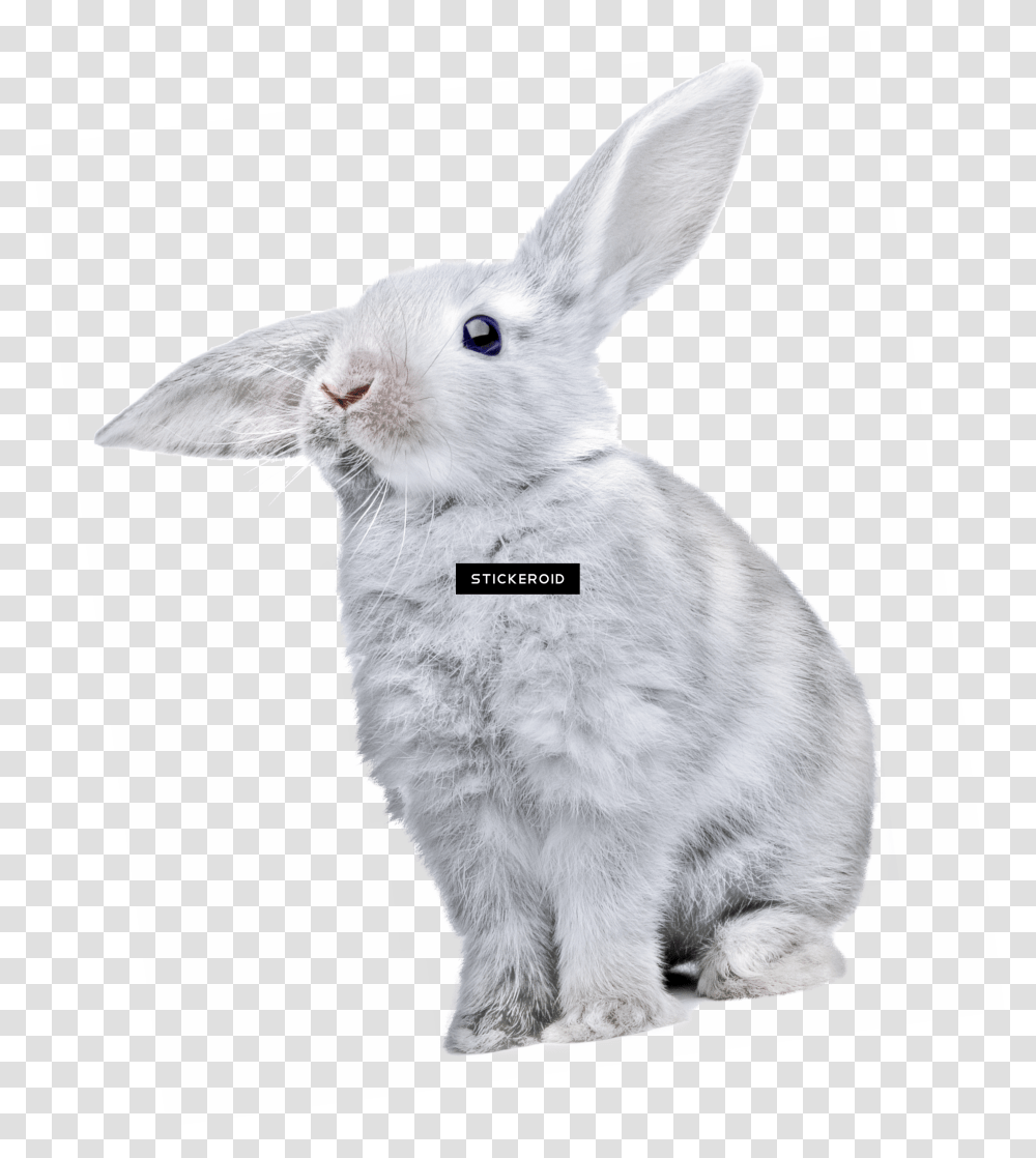 Rabbit Cute Rabbit Transparent Png