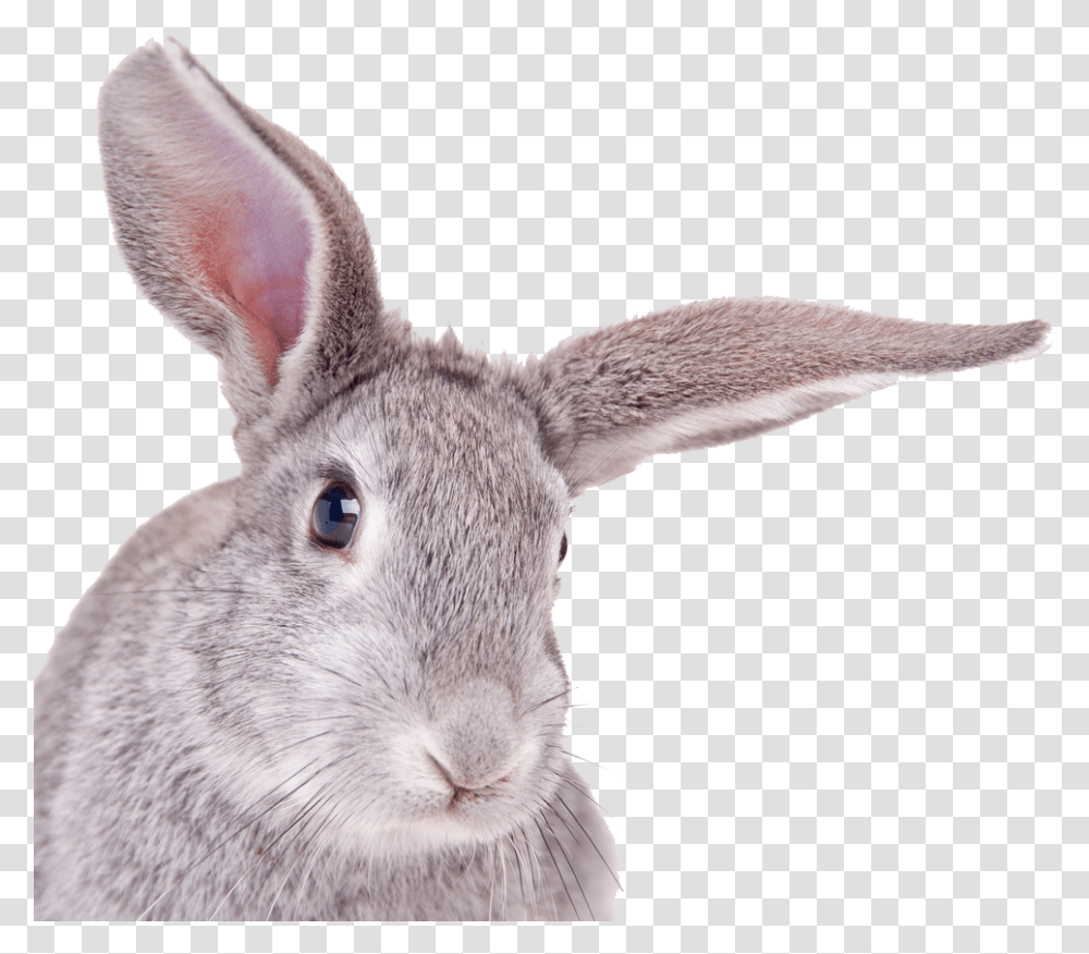 Rabbit Free Background Rabbit Head White Background, Rodent, Mammal, Animal, Bunny Transparent Png
