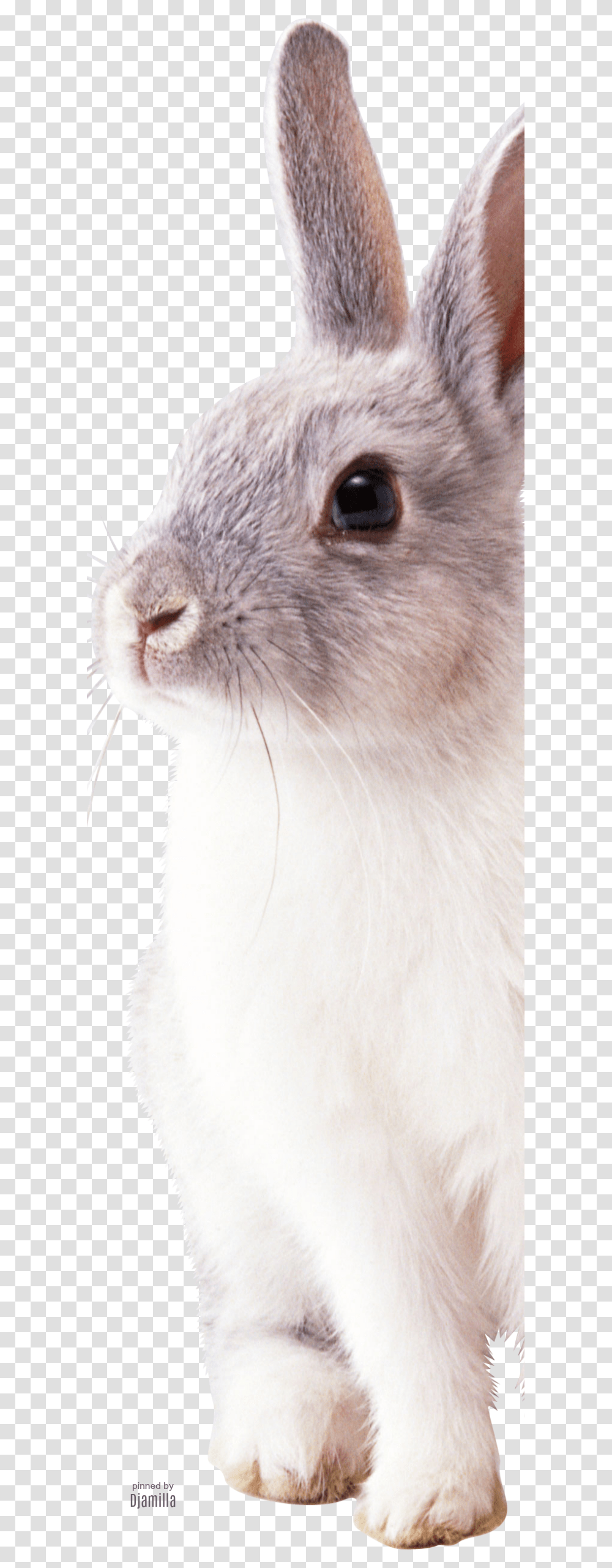 Rabbit Free, Cat, Pet, Mammal, Animal Transparent Png