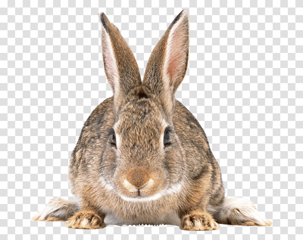 Rabbit Free Download Rabbit, Kangaroo, Mammal, Animal, Wallaby Transparent Png