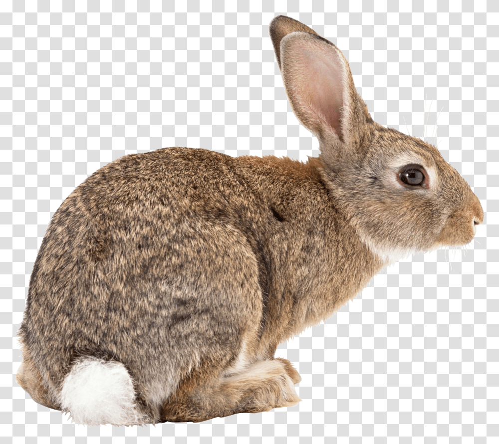 Rabbit Free Download Rabbit Side View, Hare, Rodent, Mammal, Animal Transparent Png