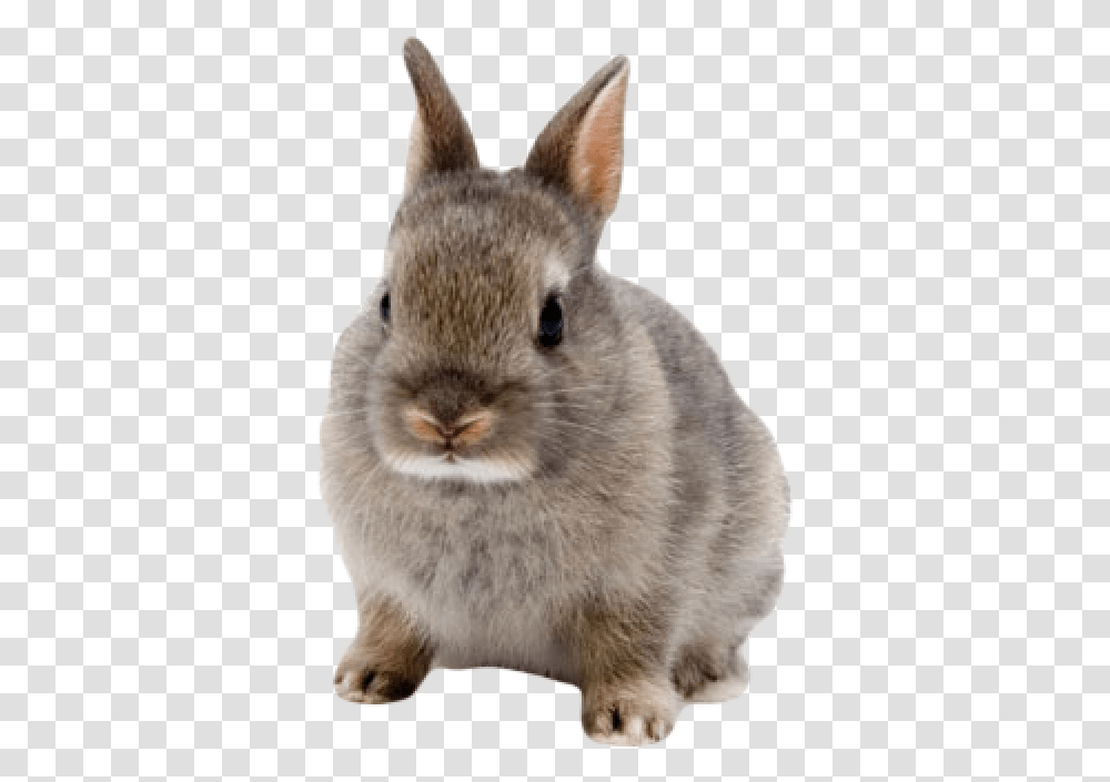 Rabbit Free Netherland Dwarf Rabbits, Mammal, Animal, Rodent, Bunny Transparent Png