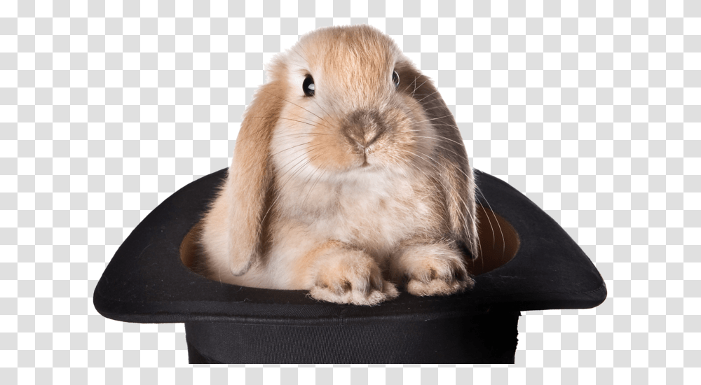 Rabbit Hat Bunny Hat Magic, Animal, Mammal, Rodent, Pet Transparent Png