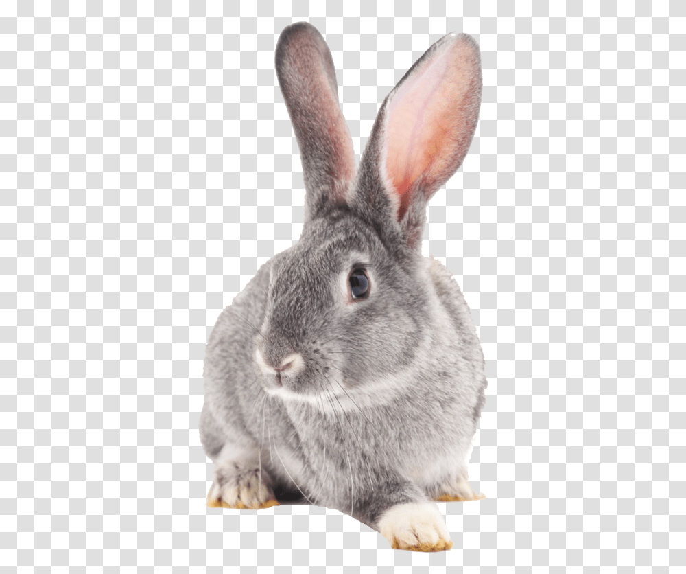 Rabbit Image White And Grey Rabbits, Hare, Rodent, Mammal, Animal Transparent Png