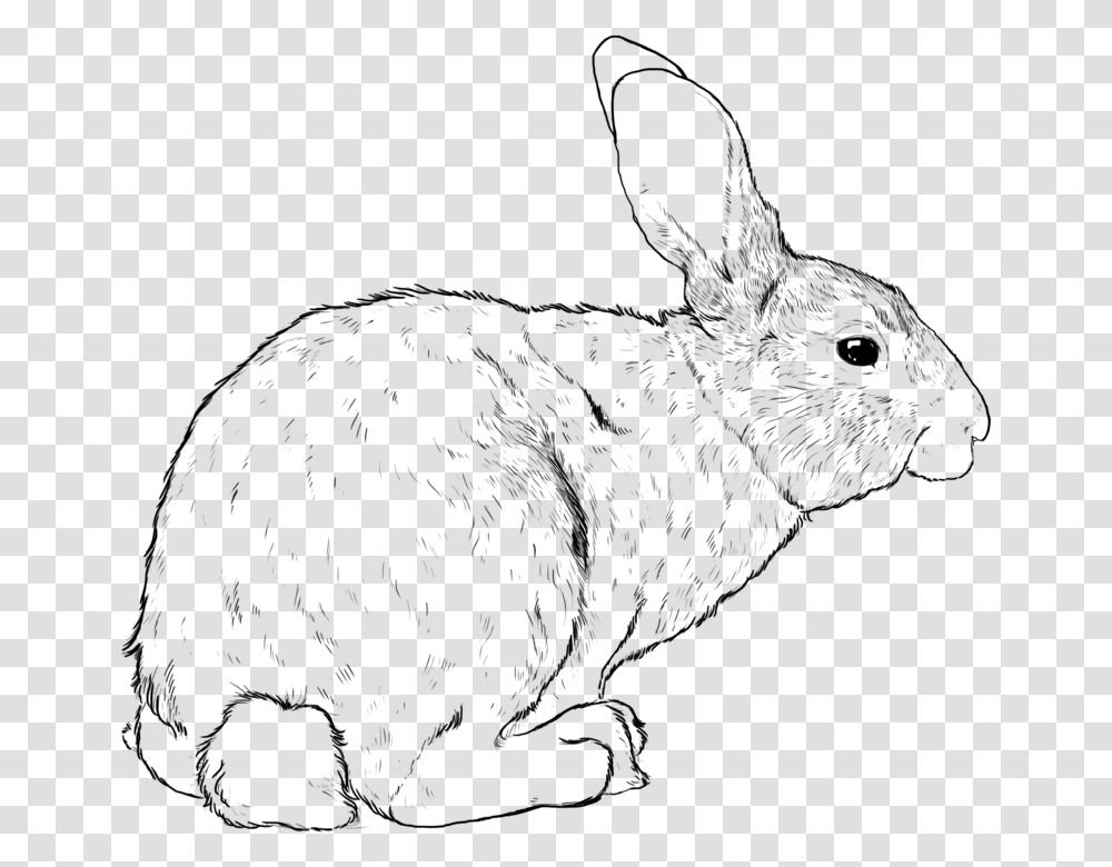 Rabbit, Light, Flare Transparent Png