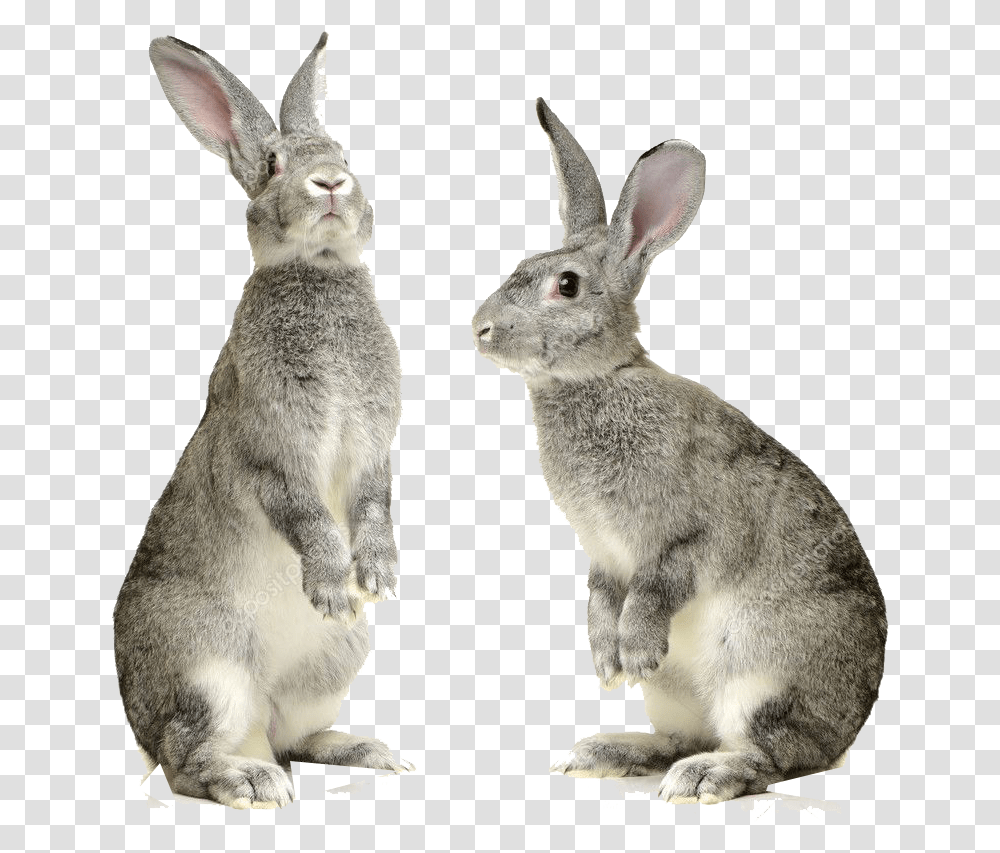 Rabbit Pic Rabbit, Kangaroo, Mammal, Animal, Wallaby Transparent Png