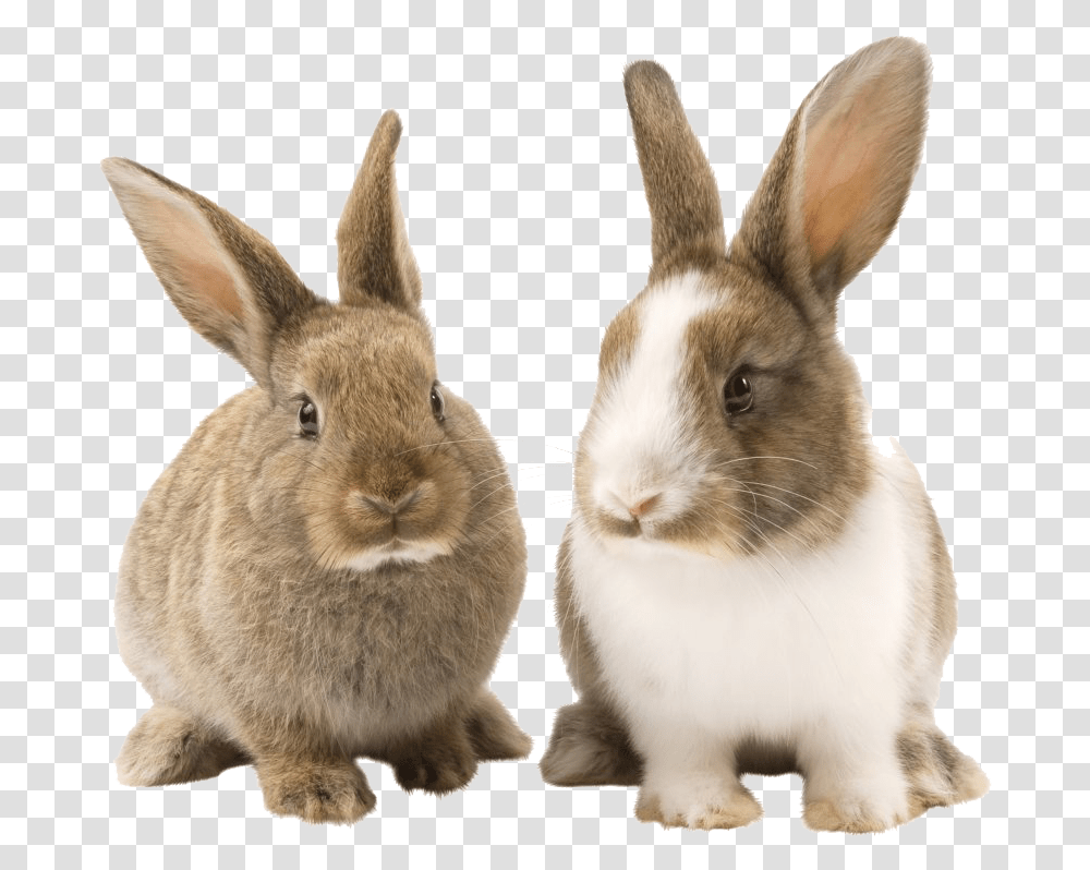 Rabbit Picture Arts Background Rabbit, Kangaroo, Mammal, Animal, Wallaby Transparent Png