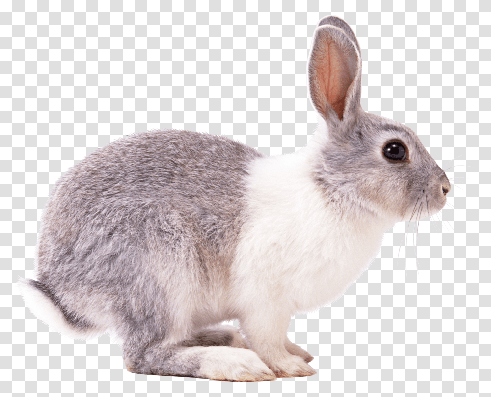 Rabbit Right Clip Arts Bunny From The Side, Rodent, Mammal, Animal, Hare Transparent Png