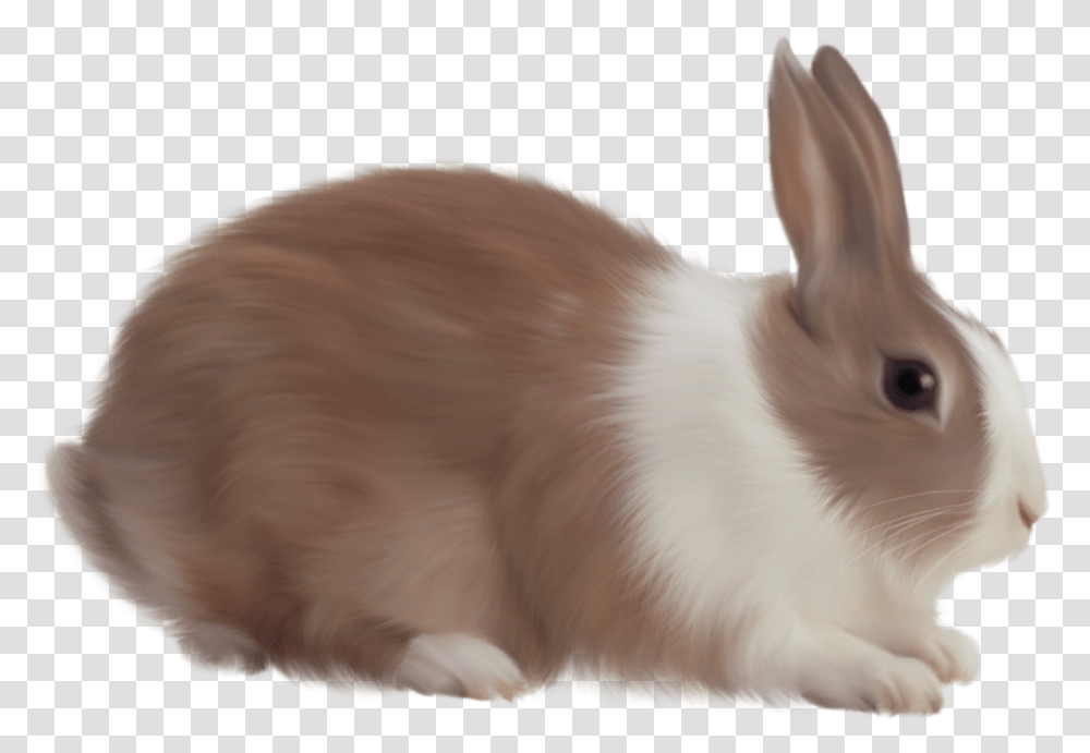 Rabbit, Rodent, Mammal, Animal, Bird Transparent Png