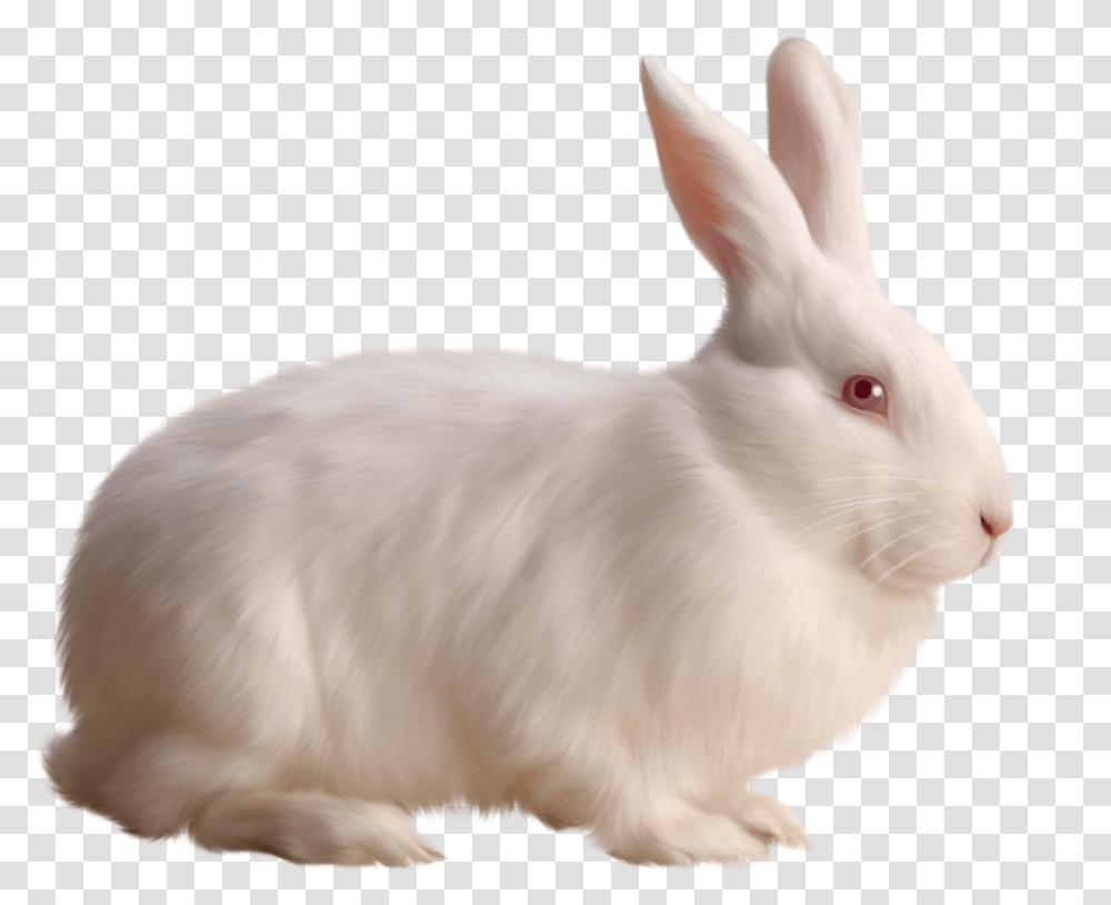 Rabbit, Rodent, Mammal, Animal, Bird Transparent Png