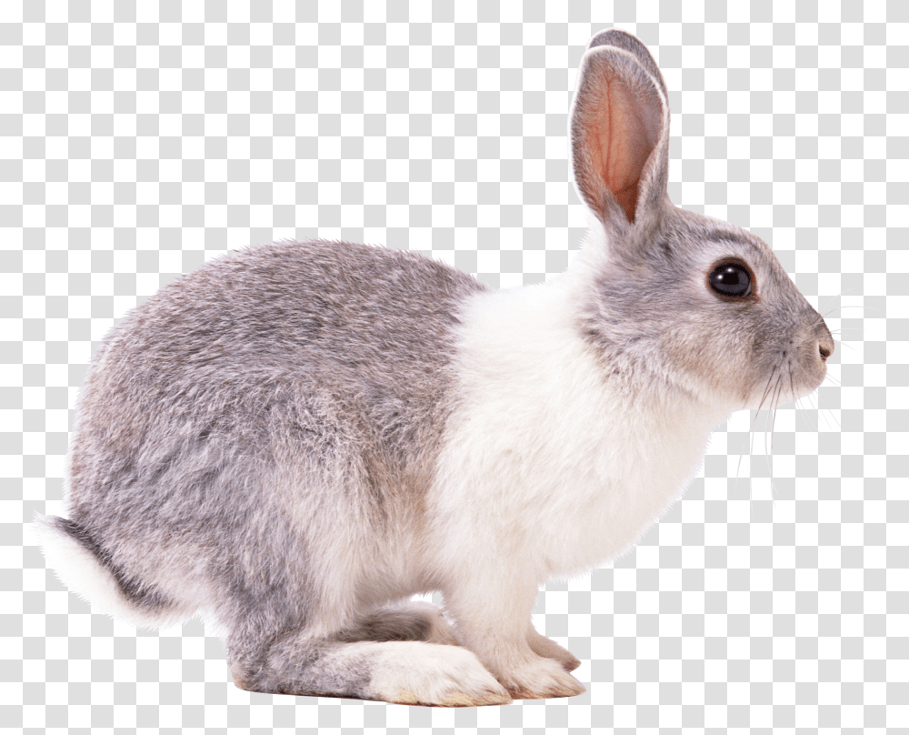 Rabbit Transparent Png