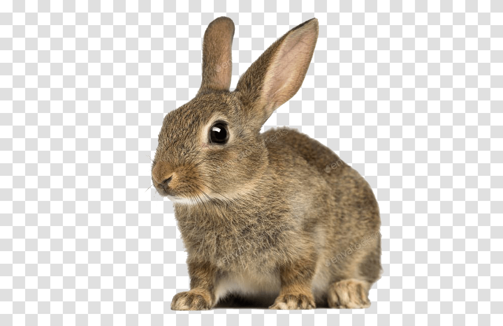Rabbit White Background Free, Rodent, Mammal, Animal, Bunny Transparent Png