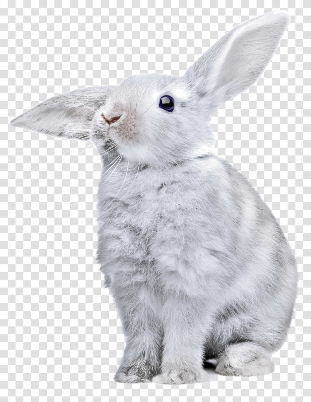 Rabbit White Bunny Transparent Png