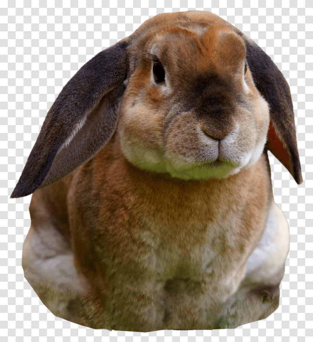 Rabbits Transparent Png