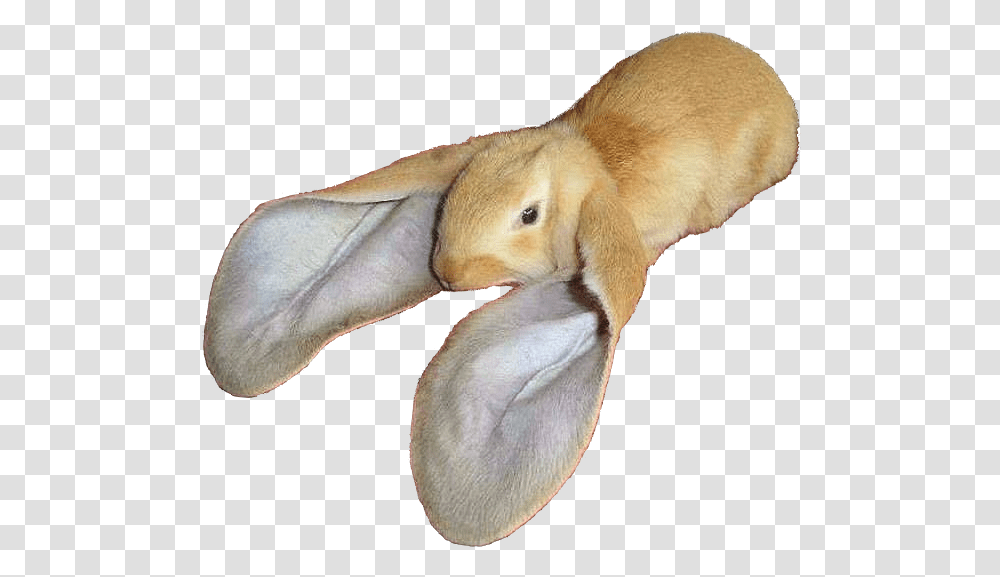 Rabbits With Long Ears, Rodent, Mammal, Animal, Bunny Transparent Png
