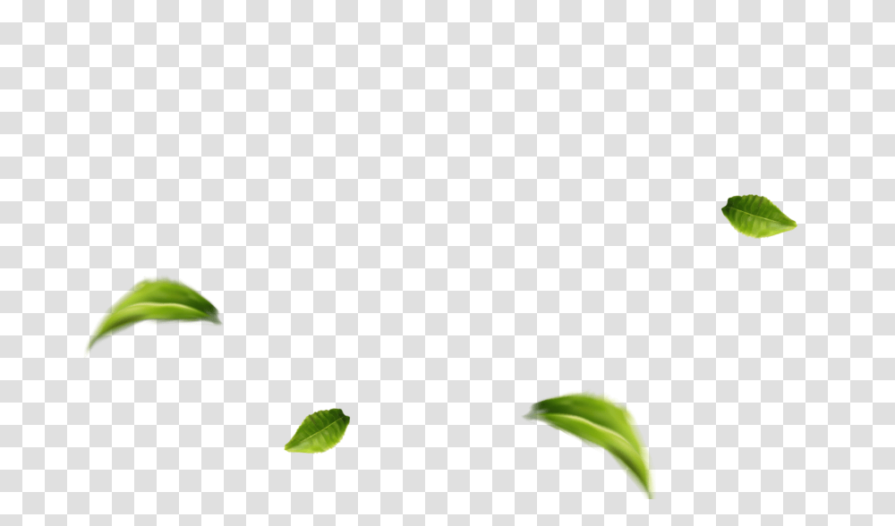 Rabea Tea, Plant, Green, Leaf, Produce Transparent Png