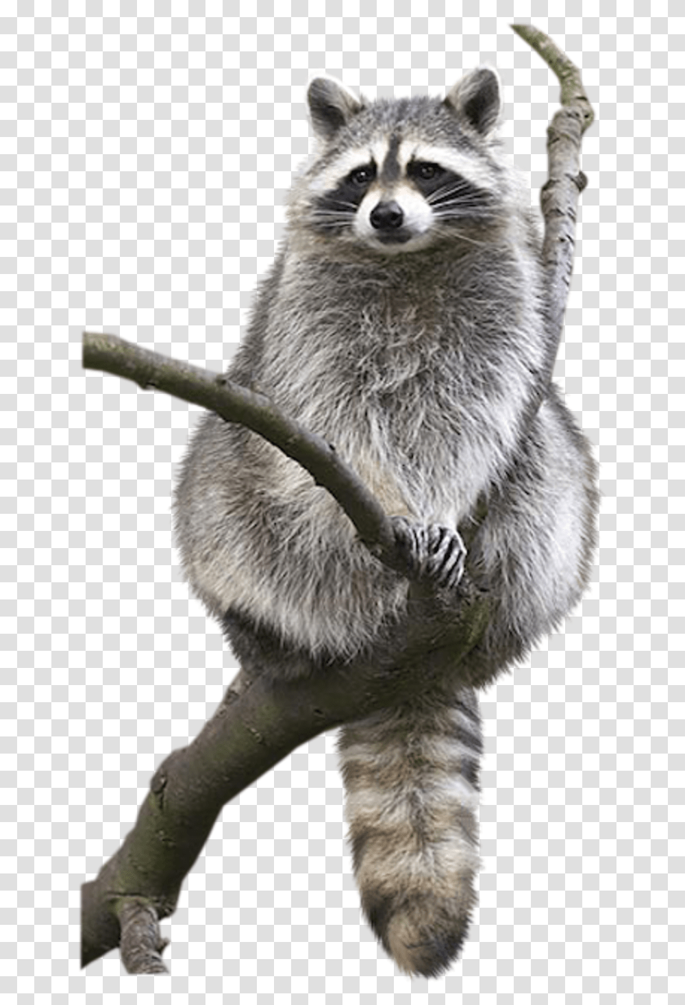 Raccoon Animal Drawing Bat Bird Racoon Without Background, Mammal, Giant Panda, Bear, Wildlife Transparent Png