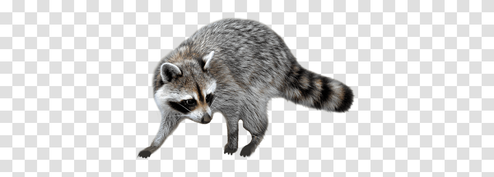 Raccoon, Animals, Mammal, Bear, Wildlife Transparent Png