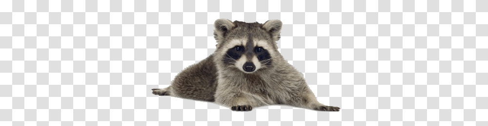 Raccoon, Animals, Mammal, Cat, Pet Transparent Png