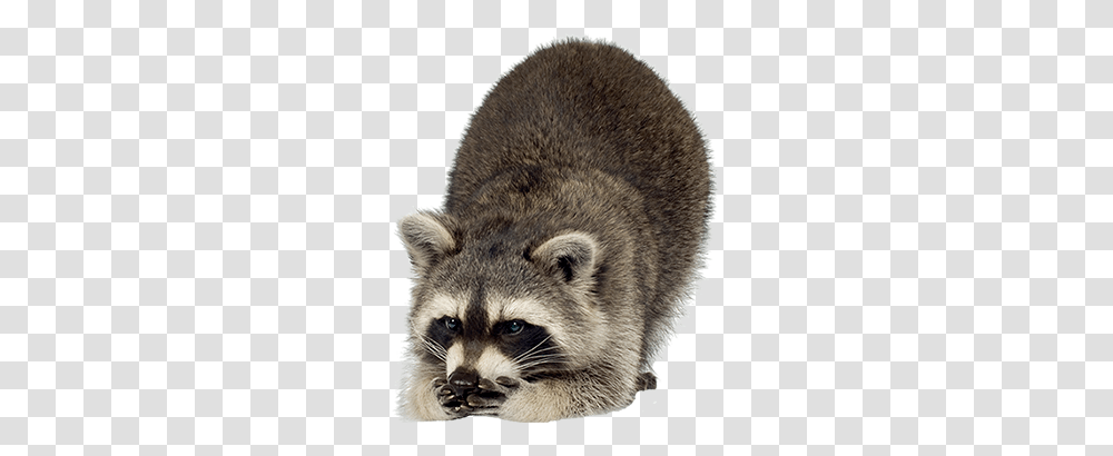 Raccoon, Animals, Mammal, Rat, Rodent Transparent Png