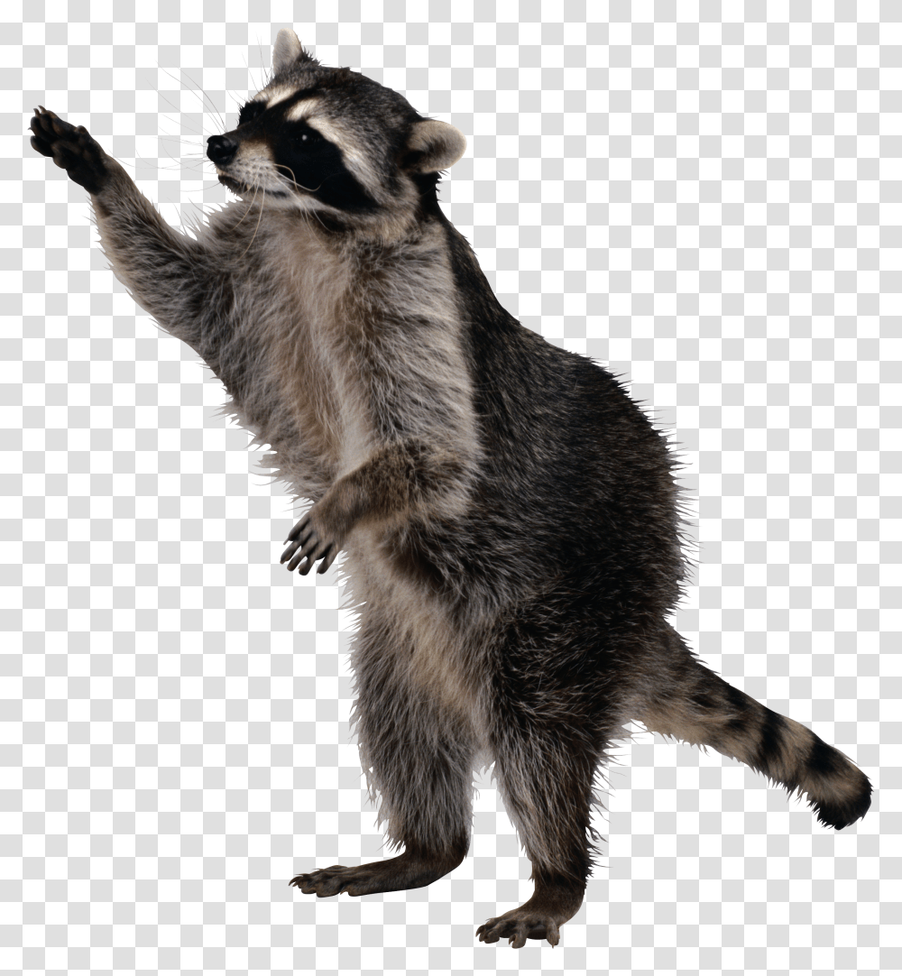 Raccoon, Animals Transparent Png