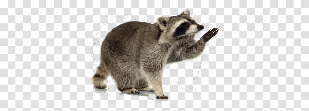 Raccoon Background Raccoon, Mammal, Animal, Bear, Wildlife Transparent Png