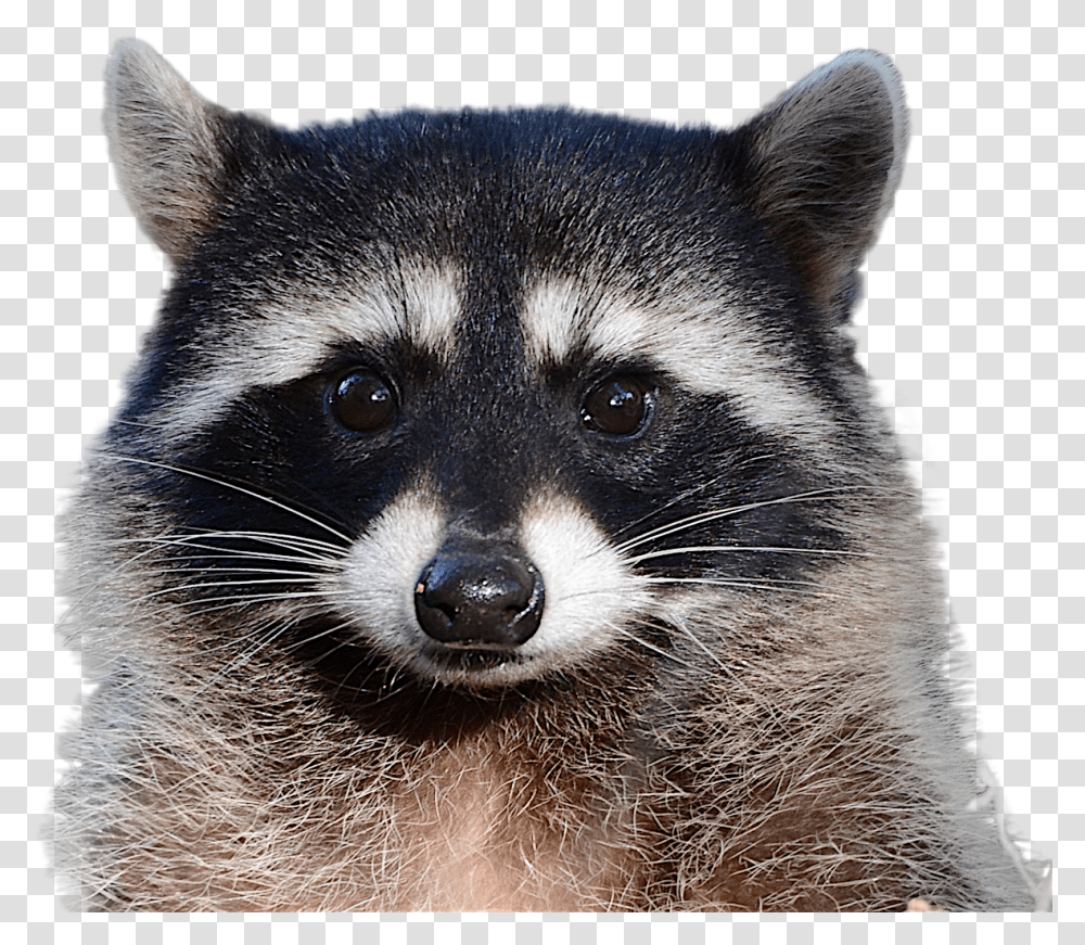 Raccoon Background Raccoon, Mammal, Animal, Dog, Pet Transparent Png