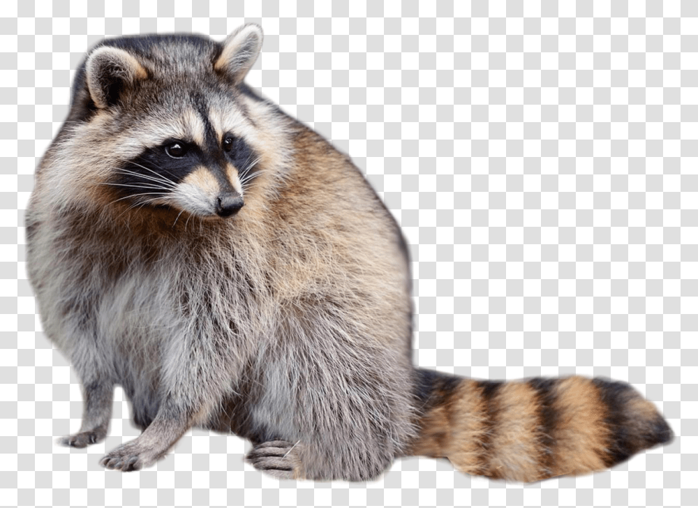 Raccoon Download Free Animals In North America, Mammal, Cat, Pet Transparent Png