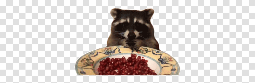 Raccoon Eating Gif Raccoon Eating Hungry Discover & Share Gifs Raccoon Eating Gif, Mammal, Animal, Plant, Cat Transparent Png