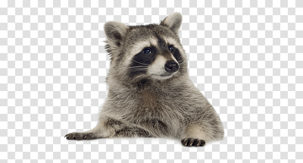 Raccoon Free Raccoon, Mammal, Animal, Bear, Wildlife Transparent Png