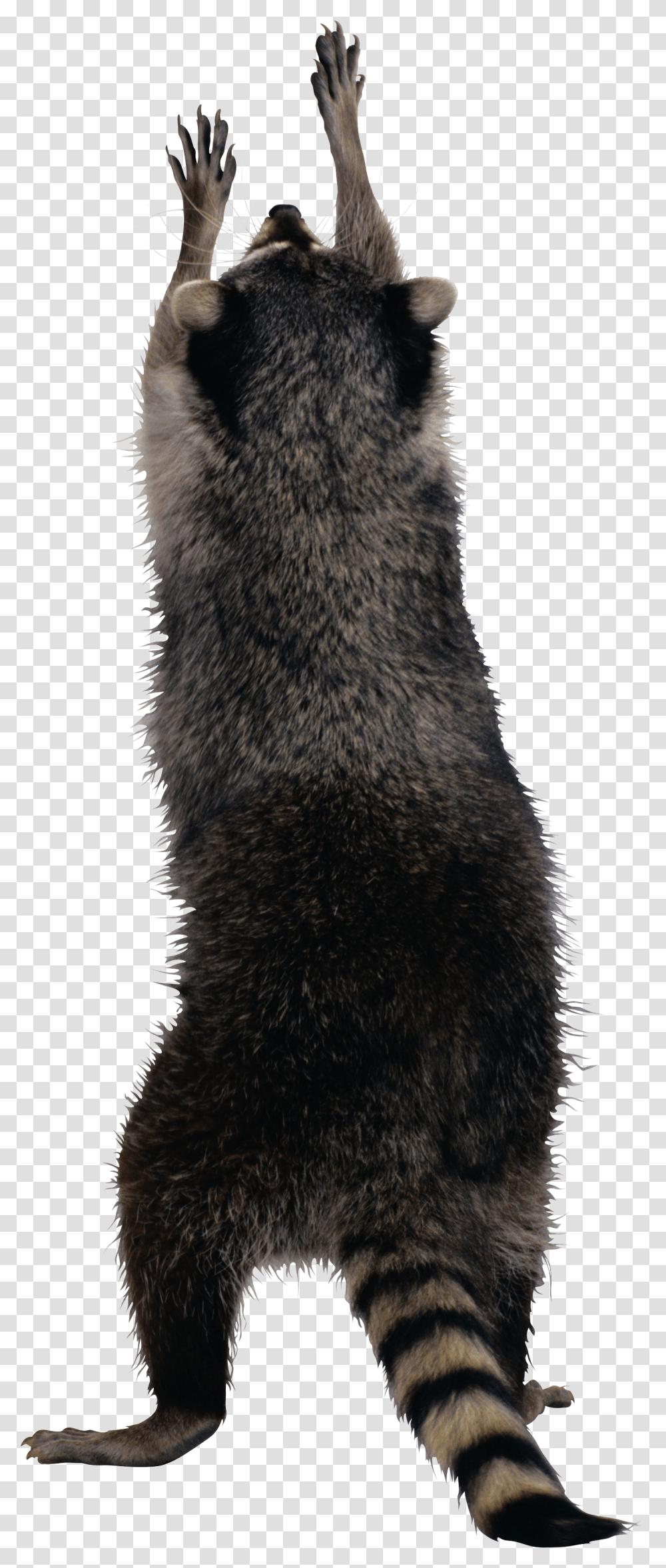 Raccoon, Fur, Cat, Pet, Mammal Transparent Png