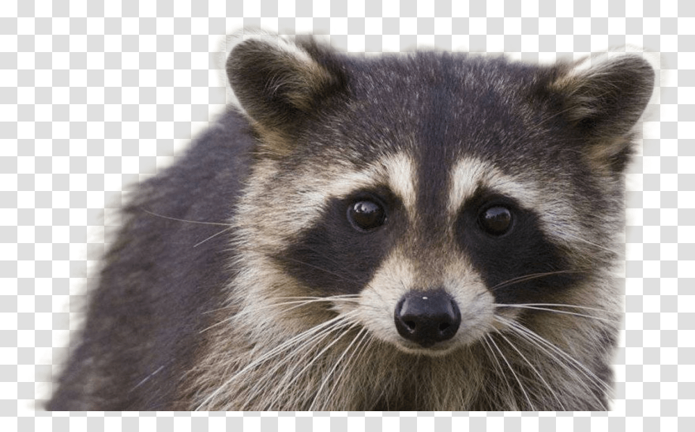 Raccoon Hd Quality Play Racoon Background, Mammal, Animal, Bear, Wildlife Transparent Png