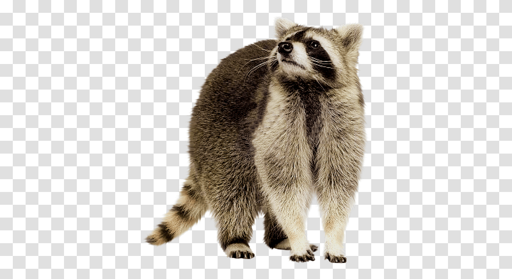 Raccoon High Background Raccoon, Animal, Mammal, Cat, Pet Transparent Png