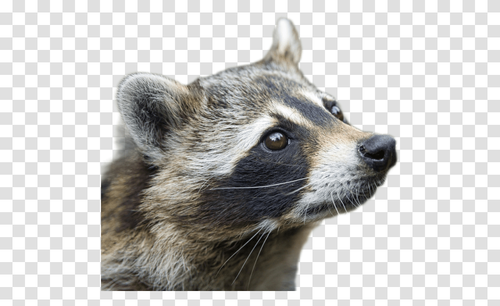 Raccoon Image Raccoon Profile, Mammal, Animal, Dog, Pet Transparent Png