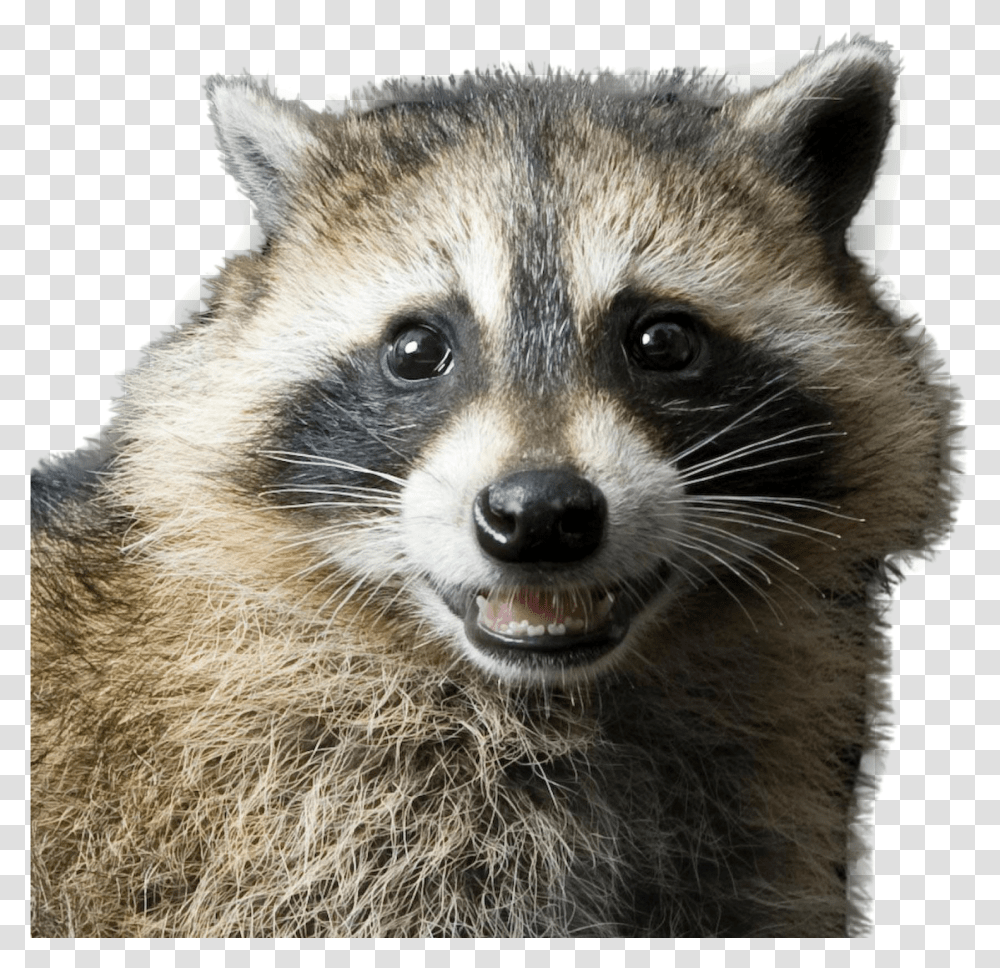 Raccoon Image Rocky Racoon Transparent Png