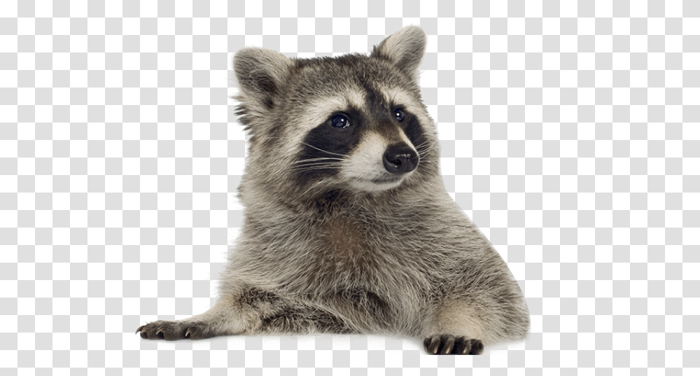 Raccoon Images Background Raccoon, Mammal, Animal, Bear, Wildlife Transparent Png