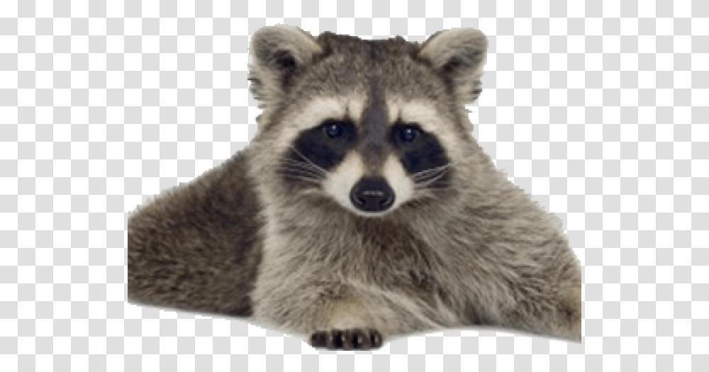 Raccoon Images, Mammal, Animal, Panther, Wildlife Transparent Png