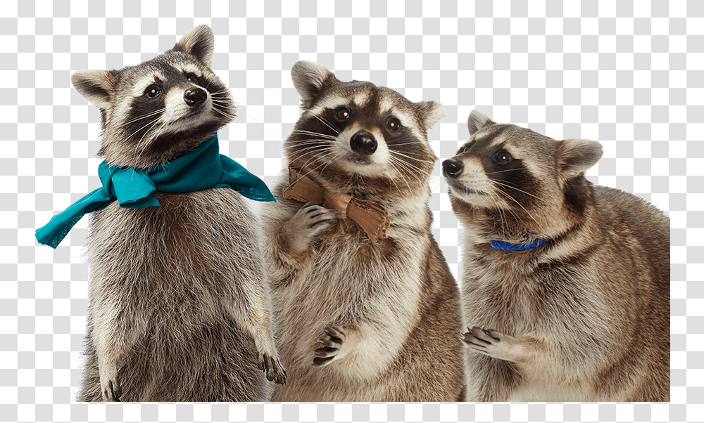 Raccoon, Mammal, Animal, Cat, Pet Transparent Png