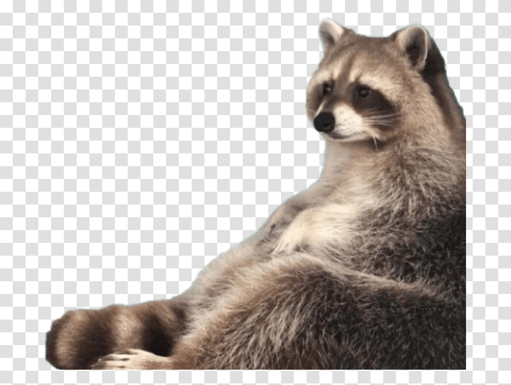 Raccoon Meme Fat Chubby Racoon Lol Raccoon I Am Trash, Mammal, Animal, Cat Transparent Png