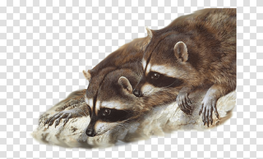 Raccoon Painting Wildlife Desktop Wallpaper Gray Wolf Raccoons Together, Animal, Mammal, Cat, Pet Transparent Png