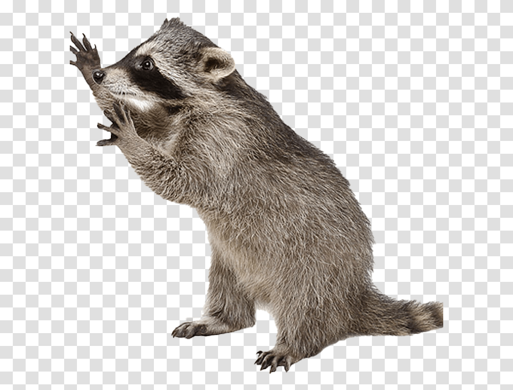 Raccoon Photo Image Raccoon Background, Mammal, Animal, Rat, Rodent Transparent Png