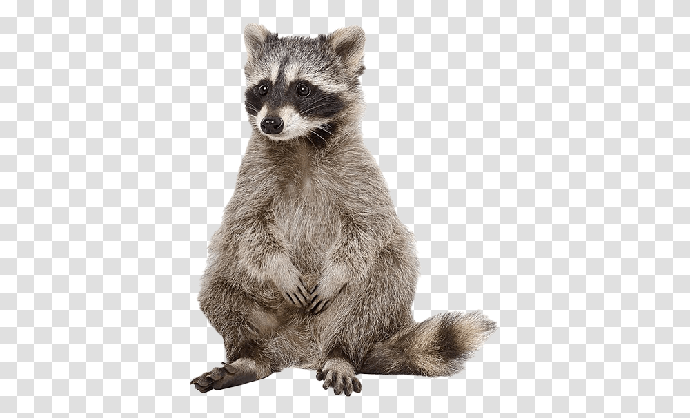 Raccoon Photos Raccoon White Background, Mammal, Animal, Bear, Wildlife Transparent Png
