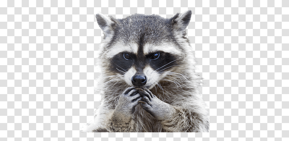 Raccoon Picture Raccoon, Mammal, Animal, Cat, Pet Transparent Png