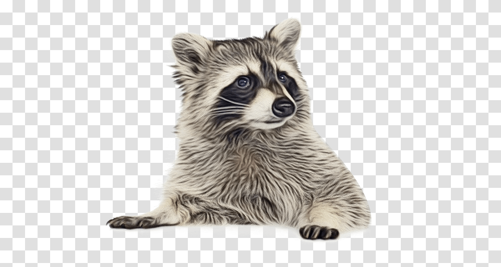 Raccoon Portable Network Graphics Clip Background Raccoon, Mammal, Animal, Tiger, Wildlife Transparent Png