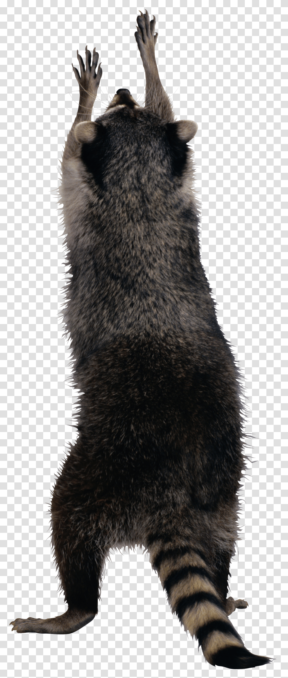 Raccoon Raccoon Transparent Png