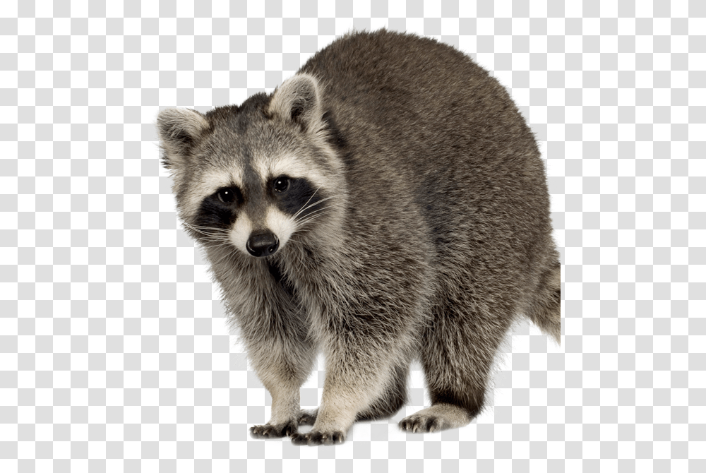Raccoon Squirrel Feral Cat Rodent Background Raccoon, Mammal, Animal, Bear, Wildlife Transparent Png