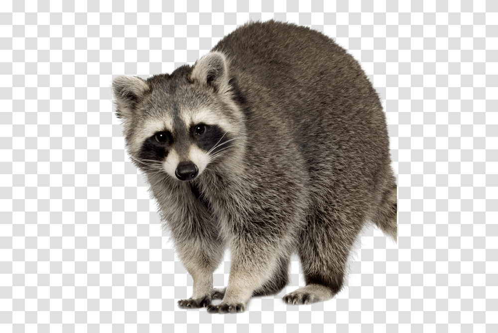 Raccoon Squirrel Feral Cat Rodent Clipart Raccoon, Mammal, Animal, Bear, Wildlife Transparent Png