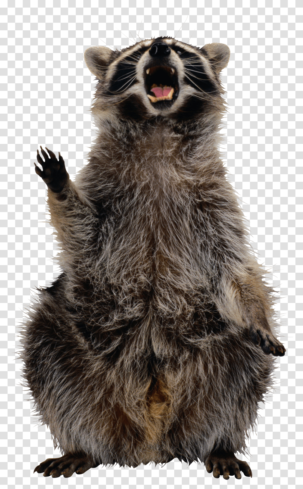 Raccoon Transparent Png